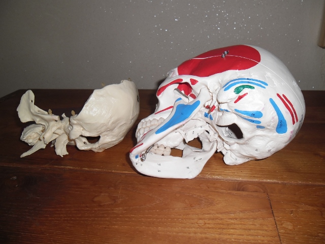 cranio 102 (640x480).jpg